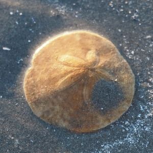 Meet your Posher, Lianne